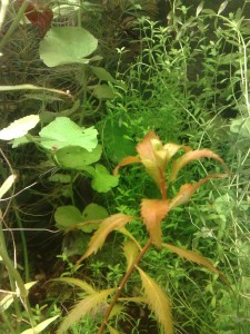 copy_794_copy_577_220120081826.jpg
