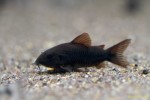 copy_832_copy_579_copy_336_copy_403_copy_879_Corydoras_BLACK_VENEZUELA_03.jpg