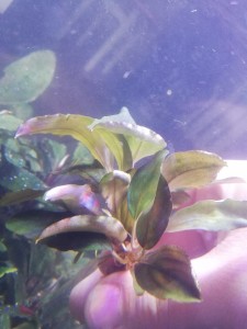 pihon lagoon 3 pices.jpg