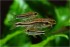 somik-pigmej-corydoras-pygmaeus_2.jpg