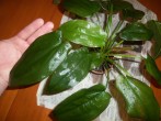 100_3643.JPG
