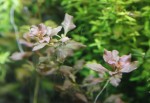 _MG_8454.jpg