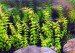 Rotala-sp.-Pearl-600x600.jpg