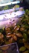 copy_103_copy_946_copy_535_людвигия.jpg