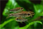 copy_149_copy_489_somik-pigmej-corydoras-pygmaeus_2.jpg