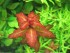 copy_238_ludwigia-senegalensis.jpg