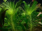 copy_323_copy_75_2018-02-07_102303.jpg