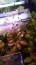 copy_946_copy_535_людвигия.jpg