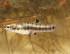 killifish.jpg