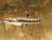 killifish.jpg