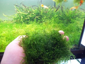 100_3633.JPG