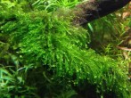 1489924846_callicostella-pancuraji-1.jpg