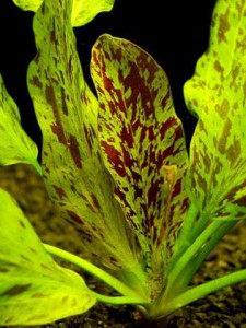 Echinodorus-ozelot.jpg