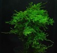 Singapore-Moss-300x281.jpg