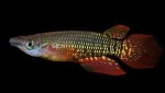 copy_145_copy_943_Aplocheilus_lineatus.jpg