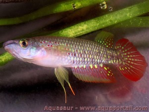 copy_180_copy_551_aplocheilus-lineatus.jpg