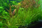 copy_522_Blyxa-japonica.jpg