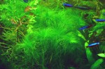 copy_60_Eriocaulon-sp.-setaceum-2-2.jpg
