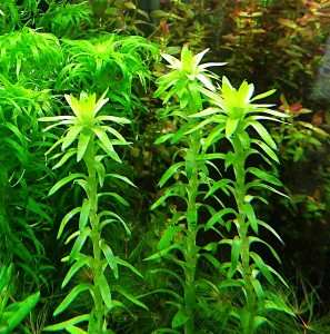 copy_665_Tonina-Fluviatilis.jpg