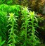 copy_665_Tonina-Fluviatilis.jpg
