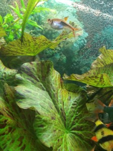 copy_924_copy_50_IMG-dded79f31d9af406572bcc7372147bd7-V.jpg