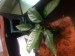 copy_986_copy_235_copy_302_анубиас.jpg