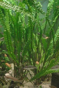 cryptocoryne aponogetifolia3.jpg