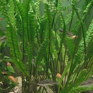 cryptocoryne aponogetifolia3.jpg