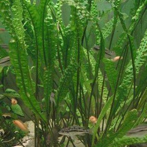 cryptocoryne aponogetifolia3.jpg