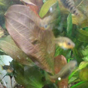 семпли раунд.jpg