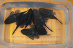 DSC02076.JPG