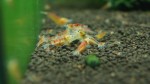 DSC04737.JPG
