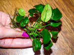DSCF7637.jpg
