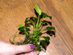 DSCF7638.jpg