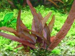 DSCN4611.JPG