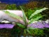 DSCN5213.JPG
