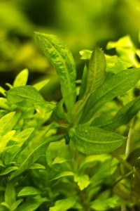 IMG_3284Парвифл. тропика.jpg