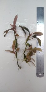 bucephalandra sp. enae red.jpg