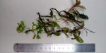 bucephalandra sp. ghost long leaf (2).jpg