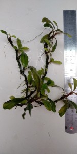 bucephalandra sp. ghost long leaf (3).jpg