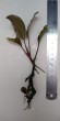 bucephalandra sp. montleyana semuntai 1(!) (1).jpg