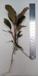 bucephalandra sp. montleyana semuntai 1(!) (2).jpg