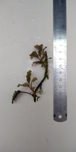 bucephalandra sp. nanga taman kab. saunggan 2.jpg