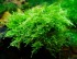 copy_165_Triangle-moss.jpg