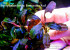 copy_185_Esmeralda-Red_.jpg