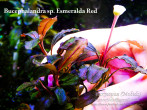 copy_590_Esmeralda-Red_1.jpg