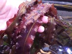 AE50F964-31AC-4FF6-9D3C-4D73AAA6026D.jpeg