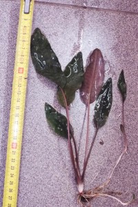 C39CE12B-DE96-46CF-817D-59E60D3689B9.jpeg