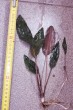 C39CE12B-DE96-46CF-817D-59E60D3689B9.jpeg