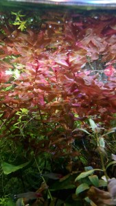 IMG_20190730_185344.jpg